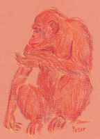 An orange Chimpanzee